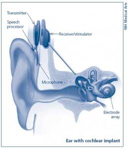 ear_coch